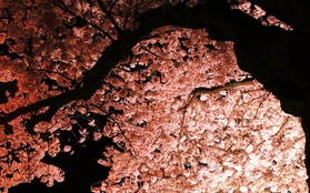 Ngắm hoa anh đào Nhật Bản "tung cánh" trong bộ ảnh phơi sáng