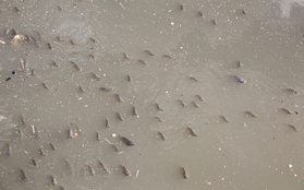 Hàng nghìn con cá "khốn khổ" ngoi lên mặt kênh Nhiêu Lộc - Thị Nghè để... thở