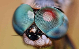 Tìm ra loài côn trùng có tầm nhìn tốt nhất trong giới động vật
