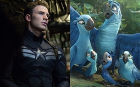 Captain America bị bầy vẹt xanh "Rio" rượt đuổi sát nút 