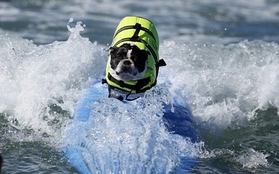 Kỳ lạ cuộc thi lướt sóng dành cho chó