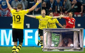 "Đười ươi tiên tri" dự đoán Borussia Dortmund sẽ lên ngôi