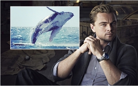 Leonardo DiCaprio hào phóng quyên tiền làm phim tài liệu về chú cá voi cô đơn