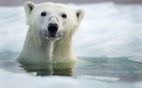 Ngắm nhìn chân dung thân thiện của loài gấu trắng Bắc Cực 