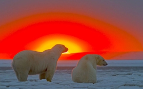 Chùm ảnh sống động của loài gấu trắng Bắc Cực trong khung cảnh hoàng hôn