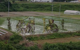 Thích thú với những bức tranh lúa độc đáo trên đồng tại Nhật Bản