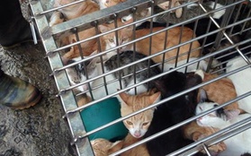 Xúc động lời kêu gọi giải cứu hàng loạt chú mèo trước nguy cơ bị đưa vào lò mổ