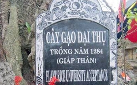 Mother of dịch thuật