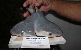 Cá mập hai đầu kỳ dị xuất hiện tại Mỹ