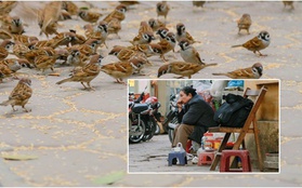 Người đàn bà hơn 20 năm "thạo" nuôi chim trời trên phố Hà Nội