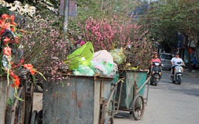 Hà Nội: Sau Tết, hàng loạt cành đào vào xe rác