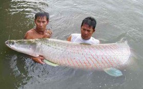 Kỳ công nuôi cá cảnh nặng 2 tấn của đại gia Sài Gòn