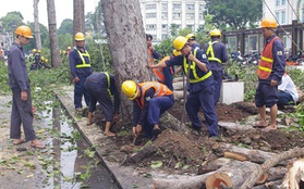 TP.HCM: "Bứng" hàng loạt cây cổ thụ để phục vụ xây ga metro 