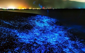 Hiện tượng thiên nhiên kỳ thú khi mực đom đóm tự phát sáng nơi vùng biển Nhật Bản