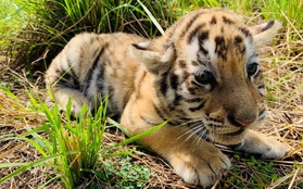 Dân mạng phấn khích với chú hổ Bengal đáng yêu hết nấc tại FLC Zoo Safari Park Quy Nhon
