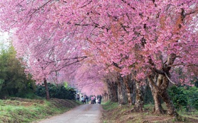 Mùa xuân đến Chiang Mai, ngắm rừng đào mười dặm