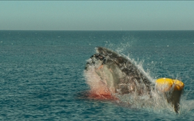 Hàm Tử Thần - Tựa phim rùng rợn xoay quanh đàn cá mập khát máu đáng xem bậc nhất hè này