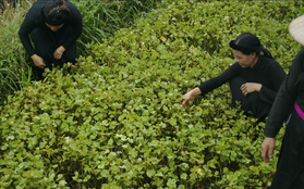 dailyU - Không đơn thuần là mỹ phẩm, mà còn là kiệt tác đến từ vùng đất Hà Giang