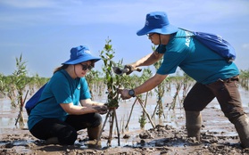 Gom mảng xanh, góp tương lai bền vững