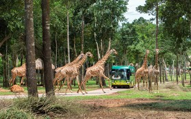 Khám phá bộ đôi trải nghiệm “chạm đến hoang dã” siêu hot tại Vinpearl Safari Phú Quốc