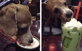 Tranh cãi gay gắt quanh bức ảnh "cho chó dùng đồ uống trong cốc" ở quán cafe 