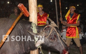 Phú Thọ: Hãi hùng lễ hội dùng búa đập vào đầu trâu đến chết