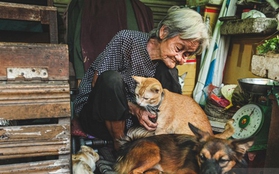 Những chú chó mèo bị bỏ rơi và hàng rau của bà cụ nghèo ở Sài Gòn