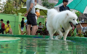 Cận cảnh khu vui chơi dành cho cún cưng đầu tiên ở Sài Gòn