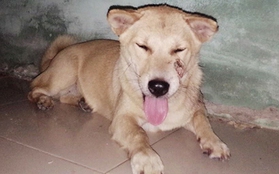 Chú chó ở Đà Nẵng 4 đêm 5 ngày chiến đấu với bọn "cẩu tặc" để trở về nhà