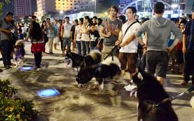 Đường Nguyễn Huệ cấm xe máy, những chú chó nghìn đô theo chủ dạo phố đi bộ