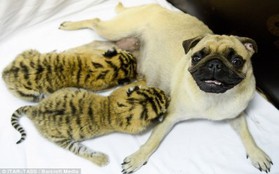 Nga: Hai chú hổ con siêu dễ thương nhận chó làm mẹ