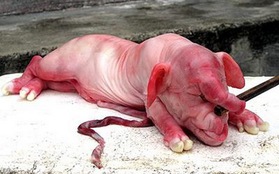 Những trường hợp lợn đẻ ra... "voi" xôn xao Việt Nam