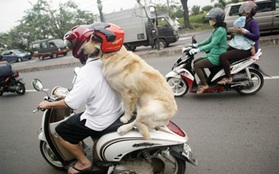 Siêu dễ thương với chú chó đội mũ bảo hiểm