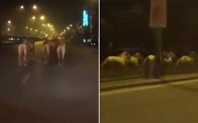 Hà Nội: Choáng với clip đàn ngựa trắng phi nước đại trên đường Giải Phóng