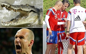 Robben chấn thương vì bị... cá sấu cắn?