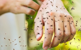 Bác sĩ &apos;lật tẩy&apos; 5 hiểu lầm phổ biến về muỗi đốt và cảnh báo 4 nhóm người dễ bị muỗi tấn công nhất vào mùa hè