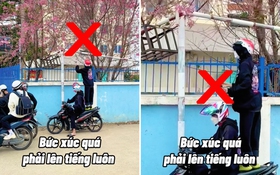 Đà Lạt: Dân mạng phẫn nộ trước cảnh các bạn trẻ đứng cả lên xe máy để bẻ mai anh đào