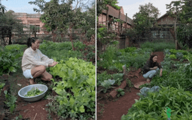 Vườn rau xanh mướt ở quê nhà của H'Hen Niê: Bắp cải, cà chua, đậu đũa... chen chúc, cứ bước ra là có đồ ăn