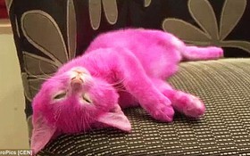 Chú mèo chết vì bị chủ nhân nhuộm hồng để đi dự tiệc