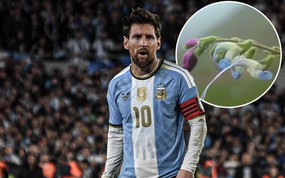 Xuất hiện bông hoa Messi trên thế giới