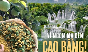 Thức quà mùa hè từ núi rừng chỉ có thể thưởng thức khi đến Cao Bằng