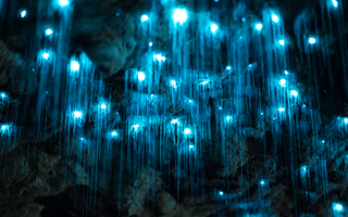 Waitomo Glowworm là điểm đến du lịch hấp dẫn tại New Zealand nơi du khách được thưởng thức một thế giới vừa kỳ diệu, vừa lãng mạn và rực rỡ. Dưới hang động, với sự hiện diện của những đom đóm lấp lánh, tạo nên một hình ảnh kì ảo và đầy màu sắc. Hãy đón xem hình ảnh để mơ mộng và khám phá thế giới kỳ diệu.