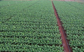 Việt Nam sở hữu “trái cây hạnh phúc” chinh phục Nhật Bản, hút mạnh thị trường Trung Quốc