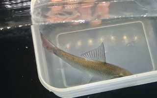 Trong lòng sông Nam Bộ ẩn giấu ‘kho báu’: Loài cá có thể "bay", đang dần cạn kiệt