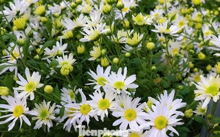 Hà Nội xao xuyến mùa hoa 'gọi đông' về phố