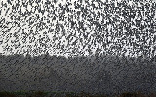 Hàng triệu con chim có hành vi lạ trên bầu trời, nhà khoa học cảnh báo: Dấu hiệu chẳng lành cho nhân loại