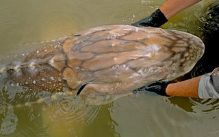 Gặp "thủy quái nước ngọt" dài hơn 6m, nặng gần 700kg: Cá thể hiếm đến mức cả thập kỷ mới thấy một lần