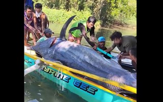 Ngư dân bắt được con cá khổng lồ dài 4,6 mét, nặng 500kg