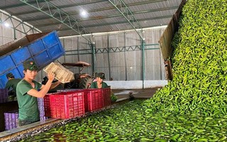 'Trái cây hạnh phúc' của Việt Nam khiến Nhật Bản, Trung Quốc tranh phần nhập khẩu, một loạt đại gia chạy đua mở rộng diện tích