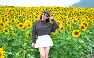 Bạn trẻ check-in ‘biển hoa mặt trời’ lớn nhất Việt Nam